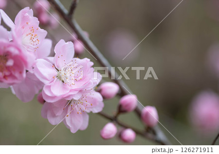 静岡県磐田市敷地里山公園の満開の花桃 126271911