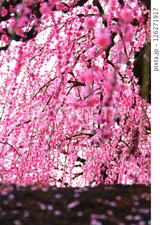 鈴鹿の森庭園のしだれ梅 鈴鹿の森庭園のしだれ梅 126271917