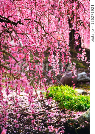 鈴鹿の森庭園のしだれ梅 126271921