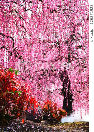 鈴鹿の森庭園のしだれ梅 126271922