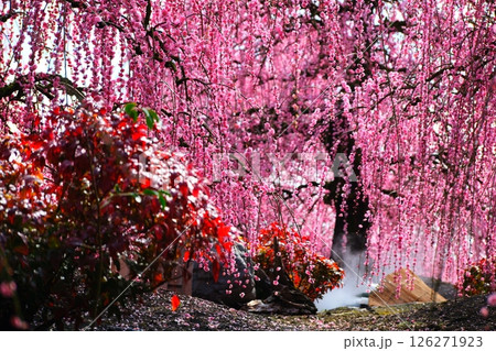 鈴鹿の森庭園のしだれ梅 126271923