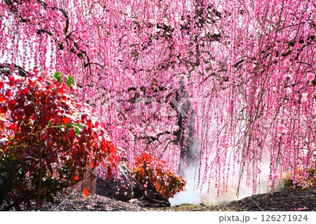 鈴鹿の森庭園のしだれ梅 126271924