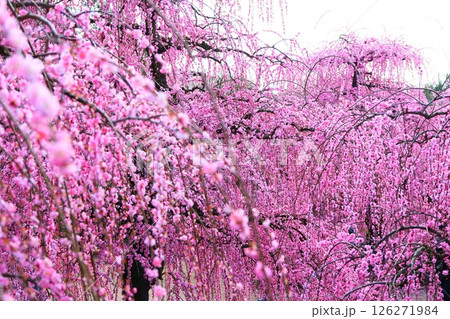 鈴鹿の森庭園のしだれ梅 鈴鹿の森庭園のしだれ梅 126271984