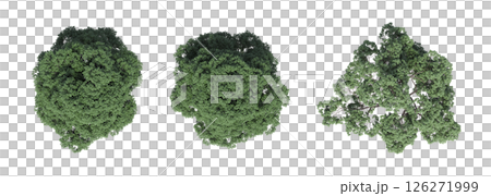 large tree with a shadow under it, isolated on a transparent background, 3D illustration, cg render large tree with a shadow under it, isolated on a transparent background, 3D illustration, cg render 126271999
