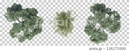 large tree with a shadow under it, isolated on a transparent background, 3D illustration, cg render large tree with a shadow under it, isolated on a transparent background, 3D illustration, cg render 126272000