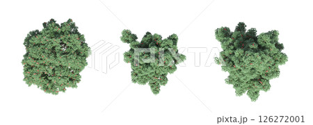 large tree with a shadow under it, isolated on a transparent background, 3D illustration, cg render 126272001