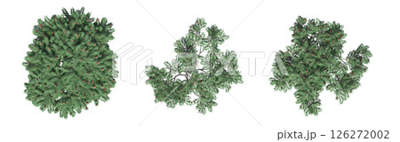 large tree with a shadow under it, isolated on a transparent background, 3D illustration, cg render large tree with a shadow under it, isolated on a transparent background, 3D illustration, cg render 126272002