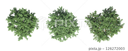 large tree with a shadow under it, isolated on a transparent background, 3D illustration, cg render 126272003