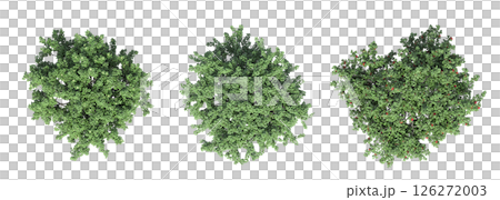 large tree with a shadow under it, isolated on a transparent background, 3D illustration, cg render 126272003