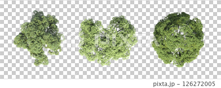 large tree with a shadow under it, isolated on a transparent background, 3D illustration, cg render 126272005