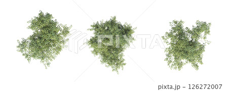 large tree with a shadow under it, isolated on a transparent background, 3D illustration, cg render 126272007