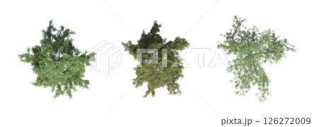 large tree with a shadow under it, isolated on a transparent background, 3D illustration, cg render 126272009