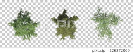 large tree with a shadow under it, isolated on a transparent background, 3D illustration, cg render 126272009