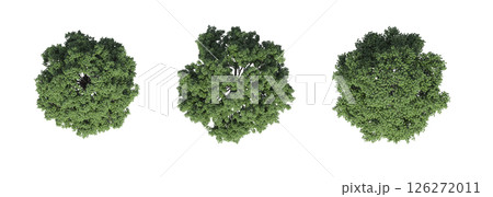 large tree with a shadow under it, isolated on a transparent background, 3D illustration, cg render large tree with a shadow under it, isolated on a transparent background, 3D illustration, cg render 126272011