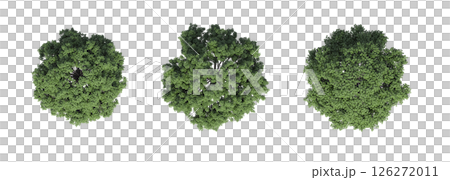 large tree with a shadow under it, isolated on a transparent background, 3D illustration, cg render large tree with a shadow under it, isolated on a transparent background, 3D illustration, cg render 126272011