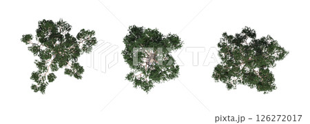 large tree with a shadow under it, isolated on a transparent background, 3D illustration, cg render 126272017