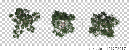 large tree with a shadow under it, isolated on a transparent background, 3D illustration, cg render 126272017