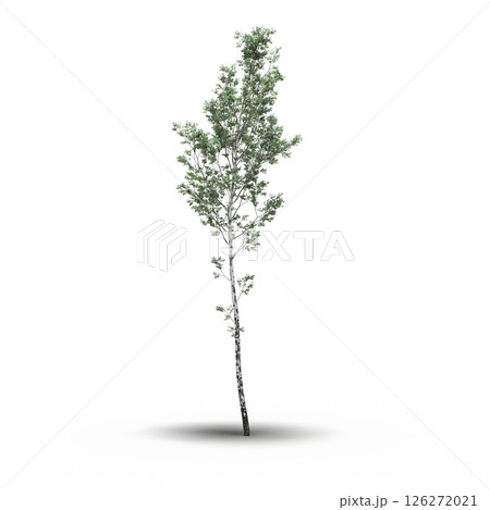 large tree with a shadow under it, isolated on a transparent background, 3D illustration, cg render 126272021