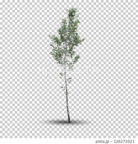 large tree with a shadow under it, isolated on a transparent background, 3D illustration, cg render 126272021