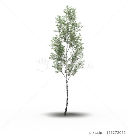large tree with a shadow under it, isolated on a transparent background, 3D illustration, cg render 126272023