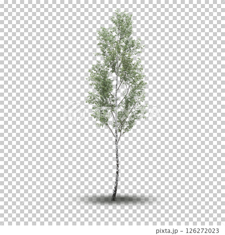 large tree with a shadow under it, isolated on a transparent background, 3D illustration, cg render 126272023