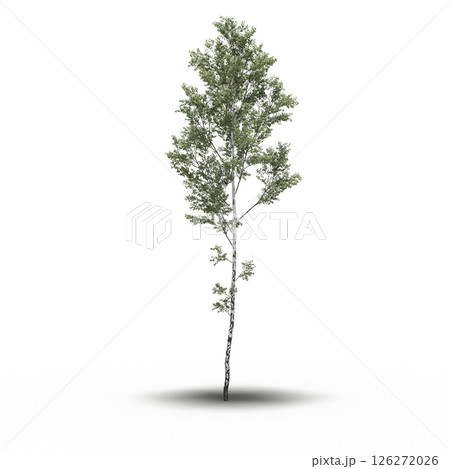 large tree with a shadow under it, isolated on a transparent background, 3D illustration, cg render large tree with a shadow under it, isolated on a transparent background, 3D illustration, cg render 126272026
