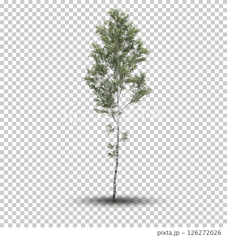 large tree with a shadow under it, isolated on a transparent background, 3D illustration, cg render 126272026