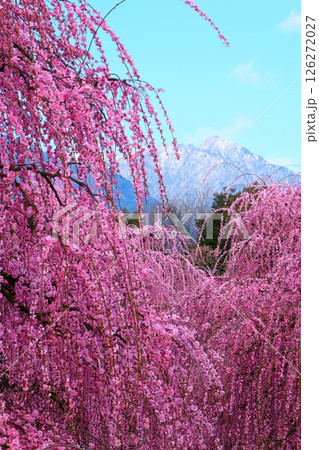 鈴鹿の森庭園のしだれ梅 126272027