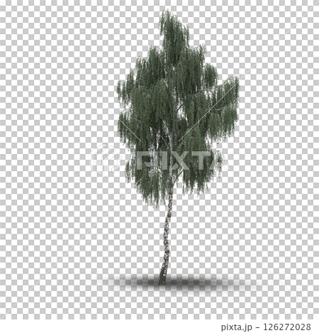 large tree with a shadow under it, isolated on a transparent background, 3D illustration, cg render 126272028