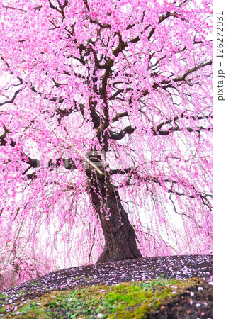 鈴鹿の森庭園のしだれ梅 126272031