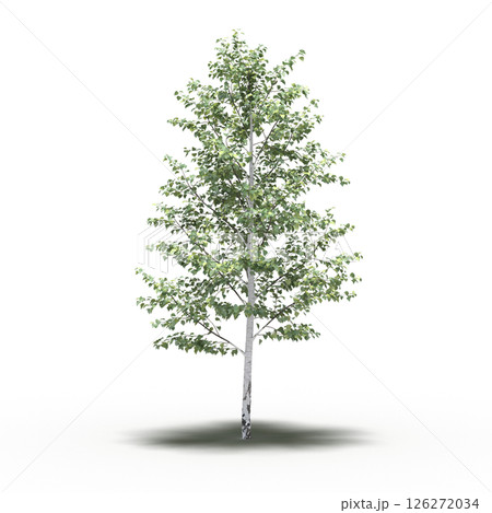 large tree with a shadow under it, isolated on a transparent background, 3D illustration, cg render 126272034