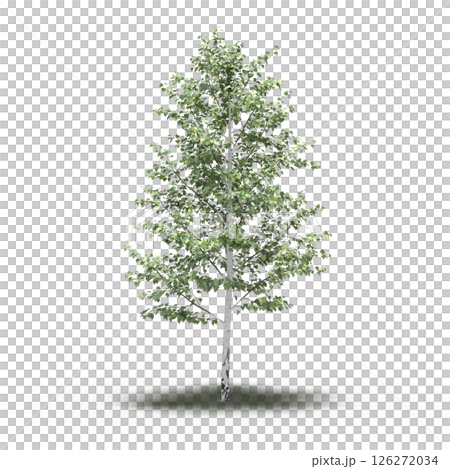 large tree with a shadow under it, isolated on a transparent background, 3D illustration, cg render 126272034