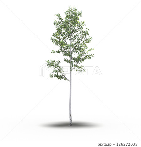 large tree with a shadow under it, isolated on a transparent background, 3D illustration, cg render 126272035