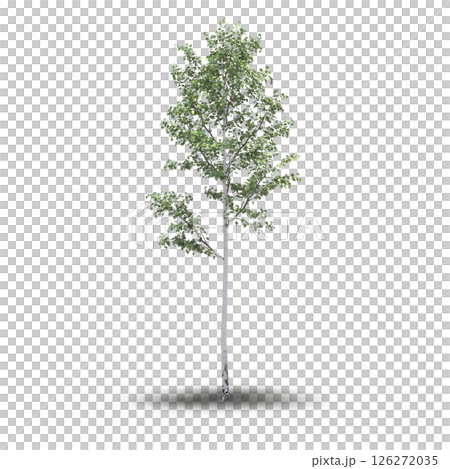 large tree with a shadow under it, isolated on a transparent background, 3D illustration, cg render 126272035