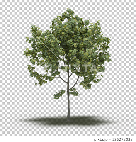 large tree with a shadow under it, isolated on a transparent background, 3D illustration, cg render large tree with a shadow under it, isolated on a transparent background, 3D illustration, cg render 126272038