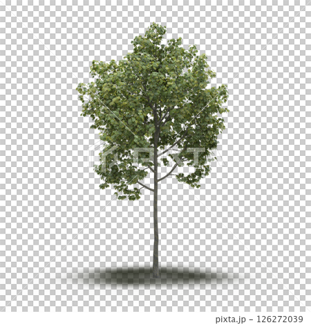 large tree with a shadow under it, isolated on a transparent background, 3D illustration, cg render large tree with a shadow under it, isolated on a transparent background, 3D illustration, cg render 126272039