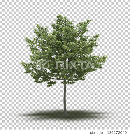 large tree with a shadow under it, isolated on a transparent background, 3D illustration, cg render large tree with a shadow under it, isolated on a transparent background, 3D illustration, cg render 126272040