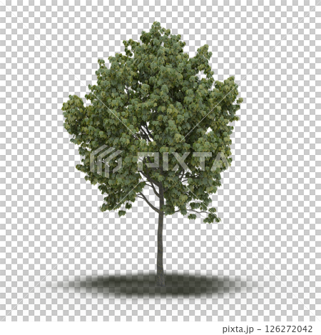 large tree with a shadow under it, isolated on a transparent background, 3D illustration, cg render 126272042