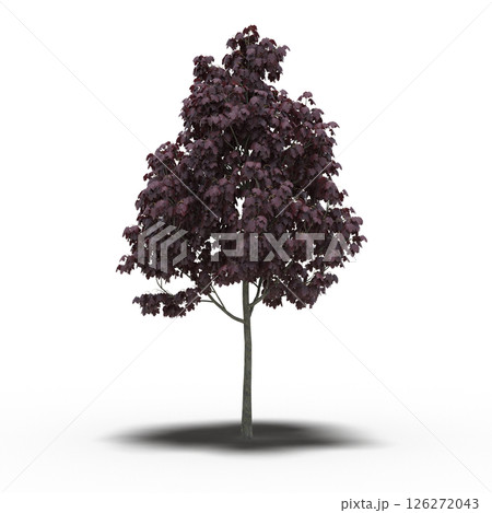 large tree with a shadow under it, isolated on a transparent background, 3D illustration, cg render 126272043