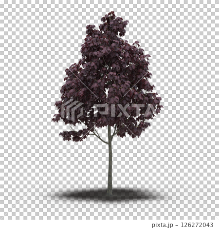 large tree with a shadow under it, isolated on a transparent background, 3D illustration, cg render 126272043