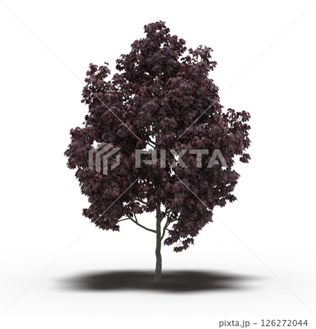 large tree with a shadow under it, isolated on a transparent background, 3D illustration, cg render 126272044