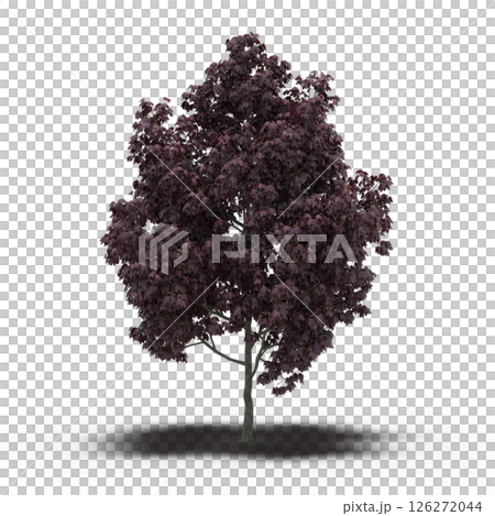 large tree with a shadow under it, isolated on a transparent background, 3D illustration, cg render 126272044