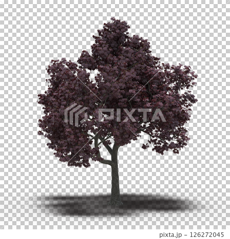 large tree with a shadow under it, isolated on a transparent background, 3D illustration, cg render 126272045