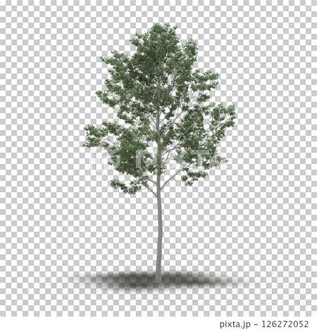 large tree with a shadow under it, isolated on a transparent background, 3D illustration, cg render 126272052