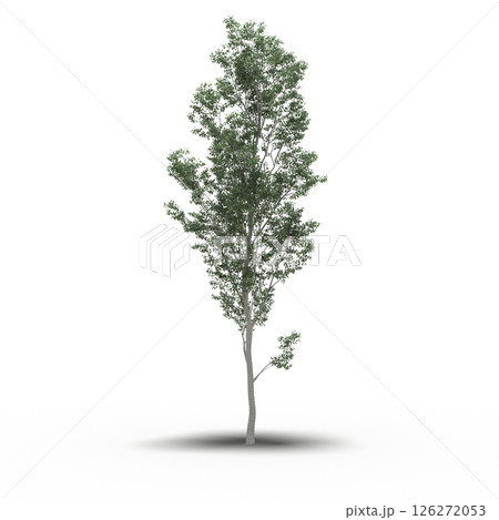 large tree with a shadow under it, isolated on a transparent background, 3D illustration, cg render 126272053