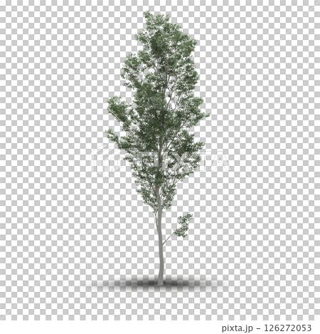 large tree with a shadow under it, isolated on a transparent background, 3D illustration, cg render 126272053