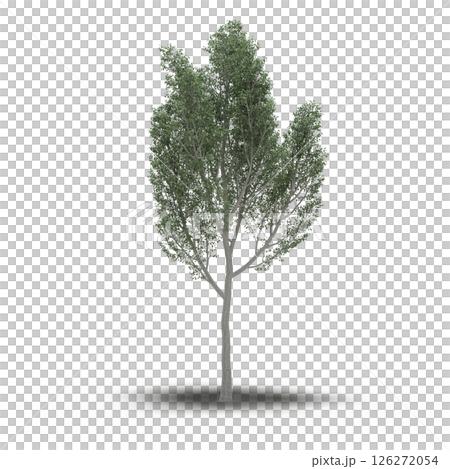 large tree with a shadow under it, isolated on a transparent background, 3D illustration, cg render 126272054