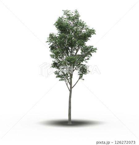 large tree with a shadow under it, isolated on a transparent background, 3D illustration, cg render large tree with a shadow under it, isolated on a transparent background, 3D illustration, cg render 126272073