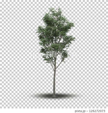 large tree with a shadow under it, isolated on a transparent background, 3D illustration, cg render 126272073