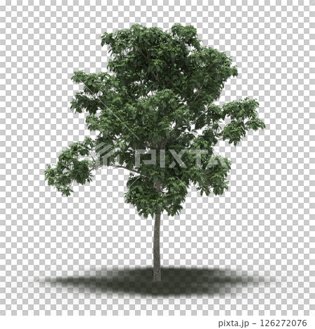 large tree with a shadow under it, isolated on a transparent background, 3D illustration, cg render 126272076